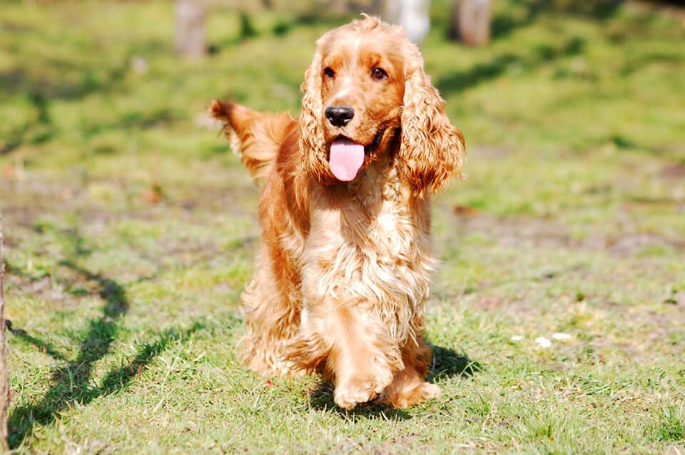 English cocker spaniel dog