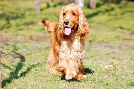 English cocker spaniel dog photo