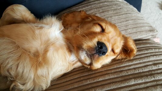 English cocker spaniel sleeping photo