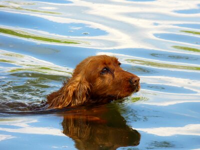 English cocker spaniel