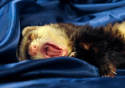 Ferret animal yawn photo