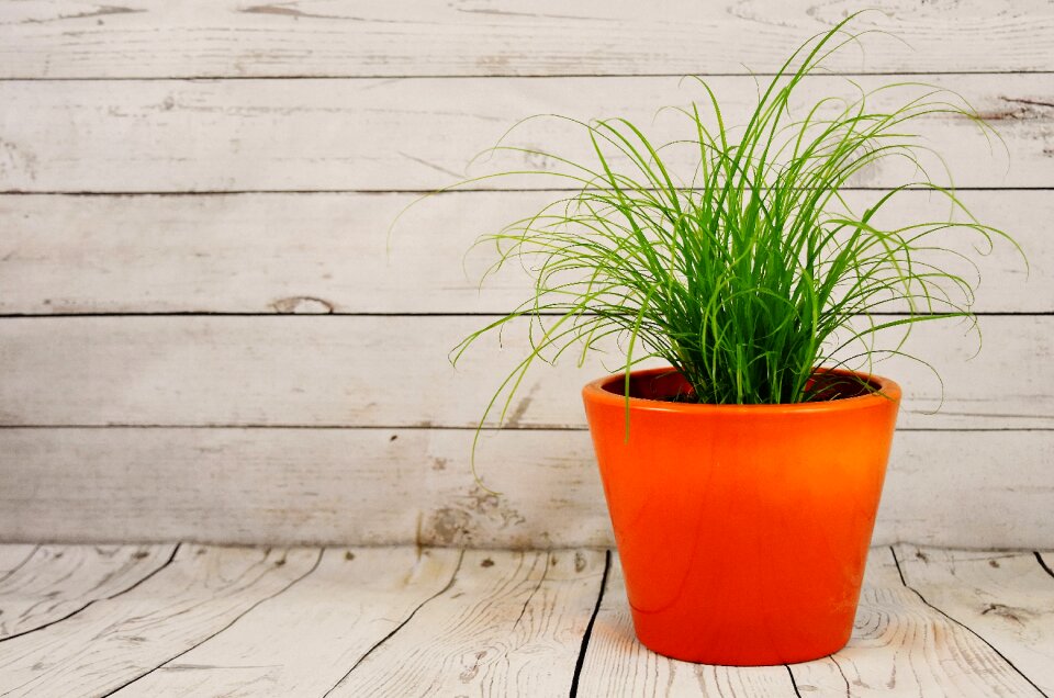 Flowerpot houseplant