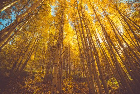 Forest autumn leaves