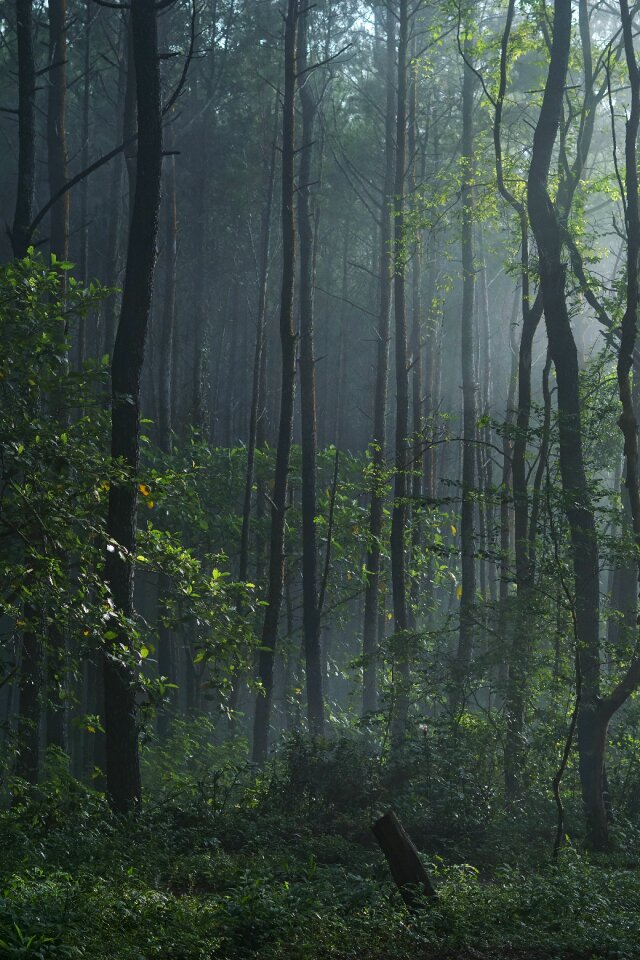 Forest jungle