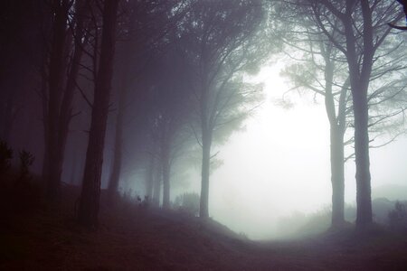 Forest mist fog photo