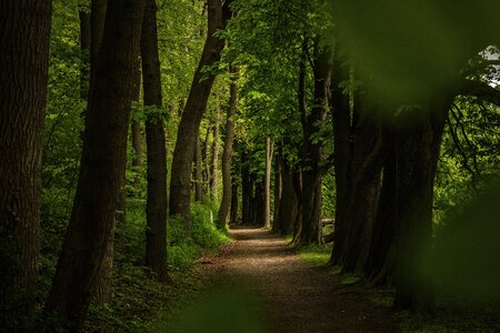Forest path