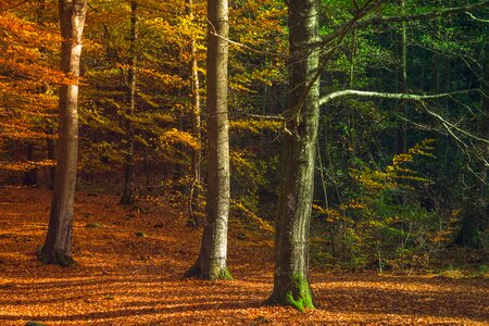 Forest trees autumn leaves