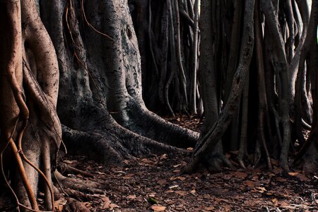 Forest trees