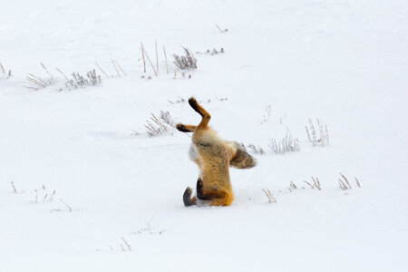 Fox hunting animal snow photo