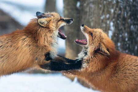 Foxes animal photo