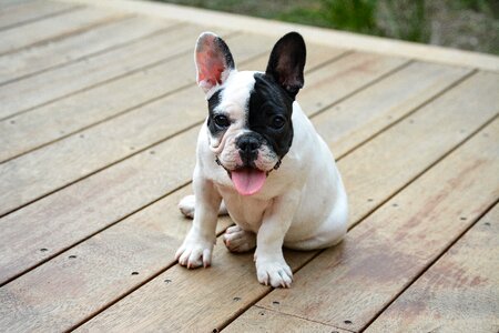 French bulldog animal