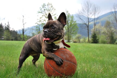 French bulldog basketball