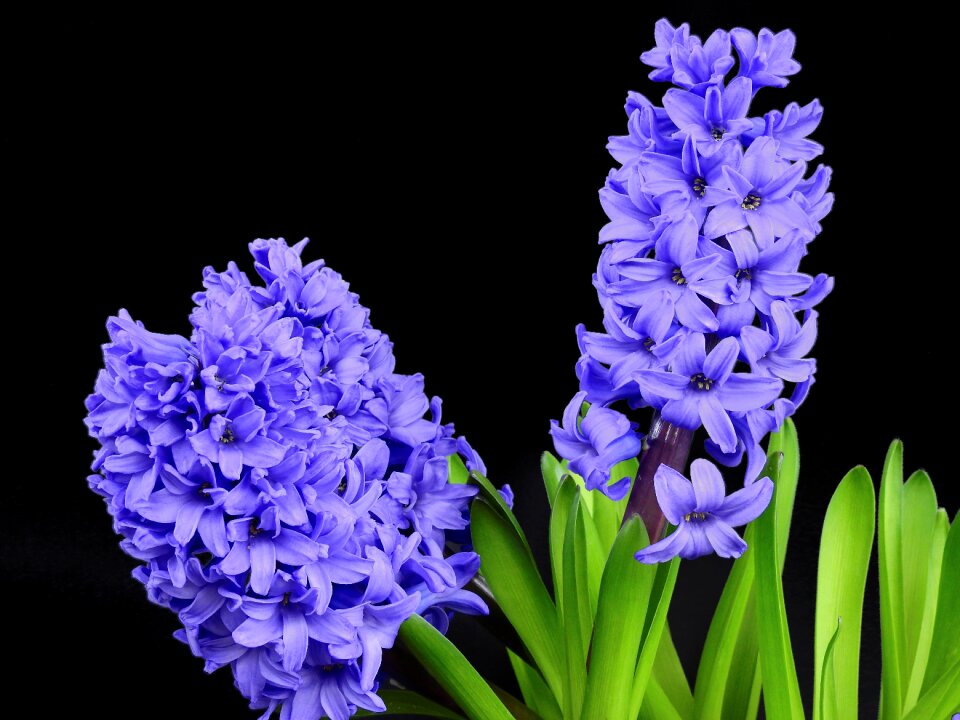 Garden hyacinth