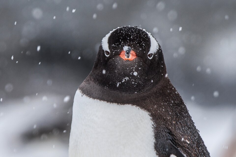 Gentoo penguin photo