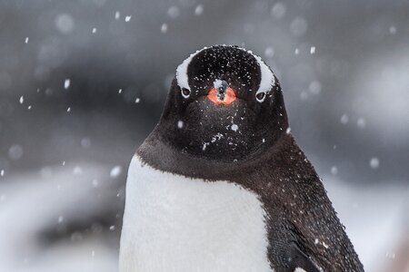 Gentoo penguin photo