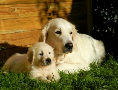 Golden retriever dogs photo