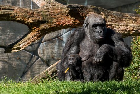 Gorilla family