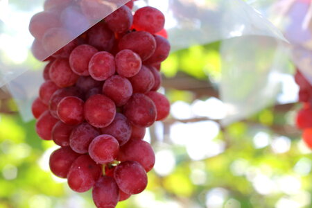 Grape fruits photo