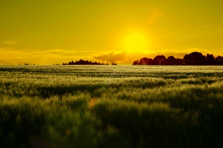 Grass field sunset