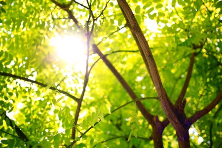 Green leaves sunlight