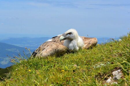 Griffon vulture