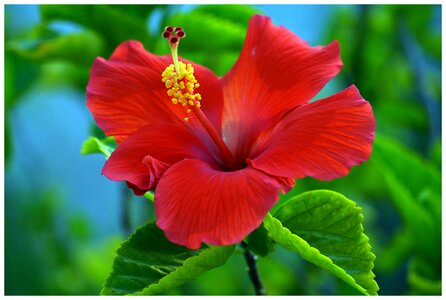 Hibiscus flower photo