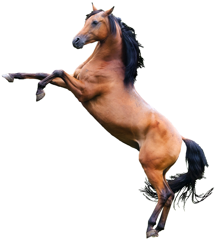 Horse animal