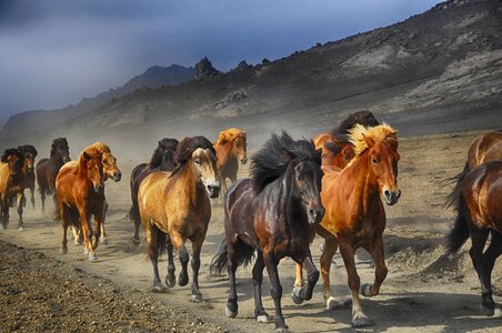 Horses runnning animal