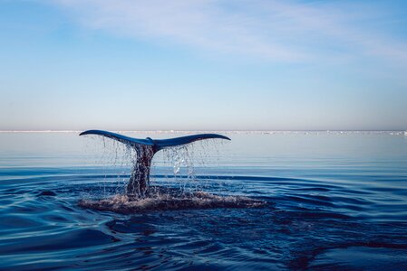 Humpback whale photo