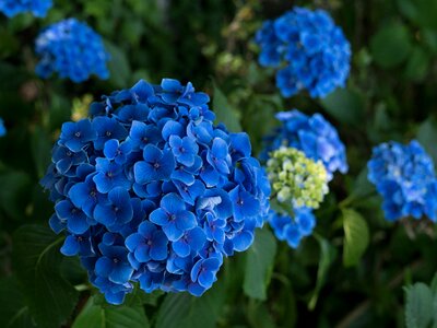 Hydrangea flower photo