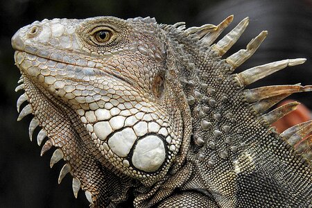 Iguana animal