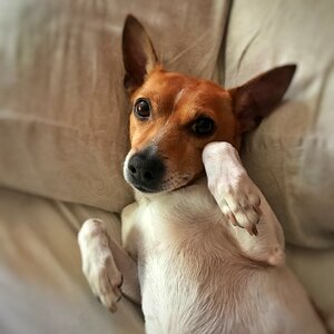 Jack russell terrier dog