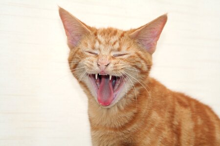 Kitten cat yawn