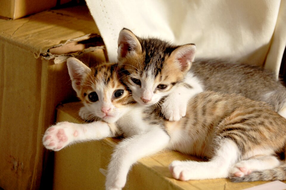 Kittens cats animal