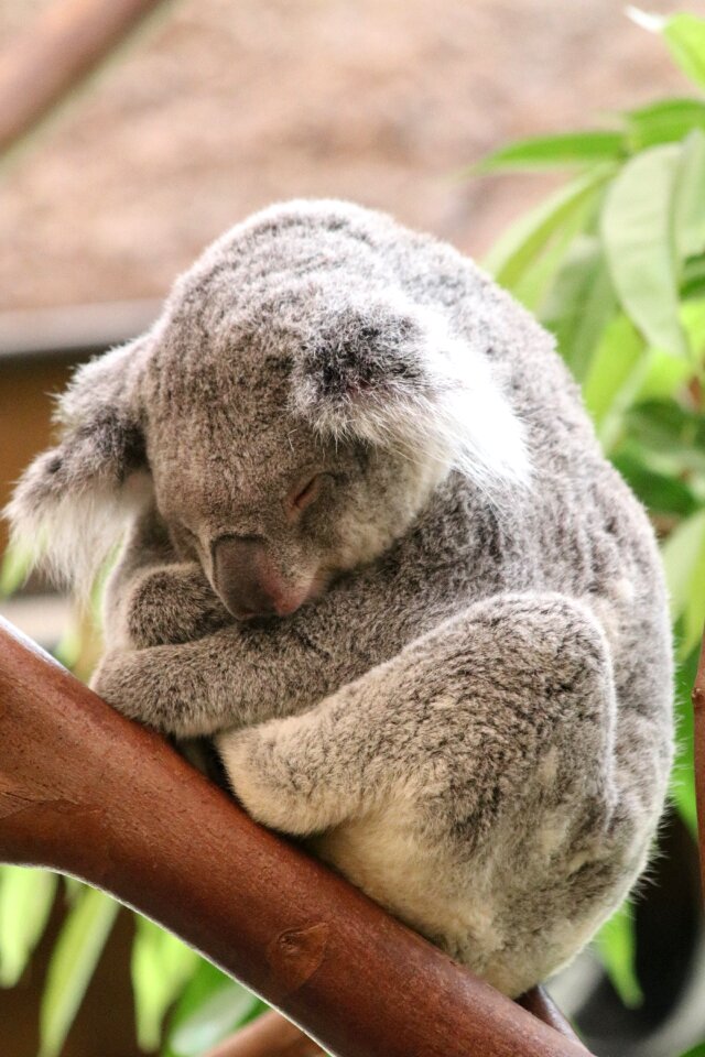 Koala animal sleeping