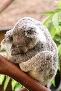Koala animal sleeping photo