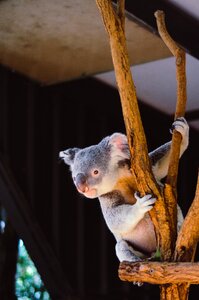 Koala animal photo