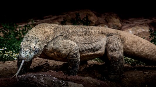 Komodo dragon lizard