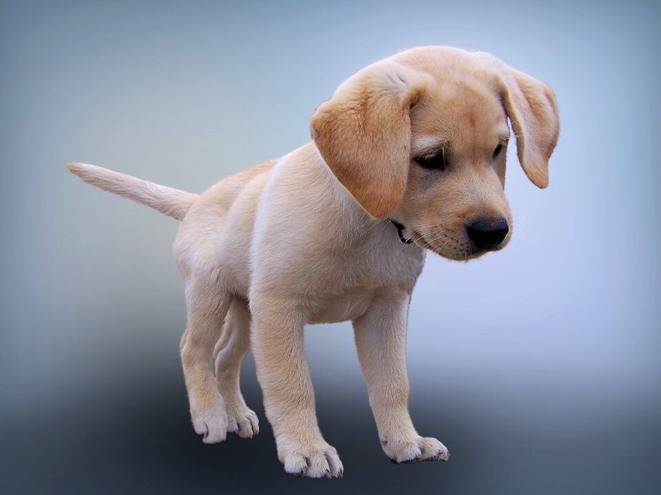 Labrador retriever dog puppy