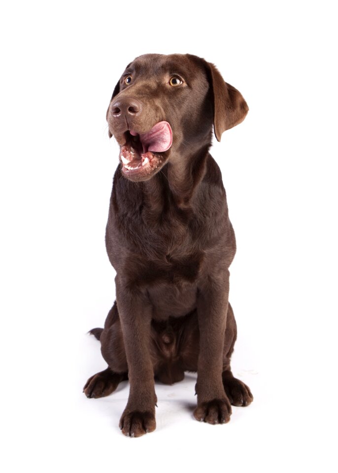 Labrador retriever dog