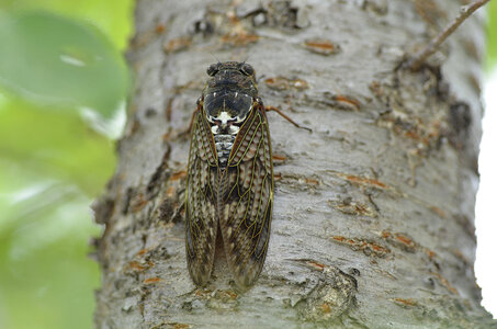 Large brown cicada