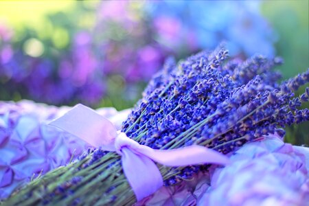 Lavender flower photo