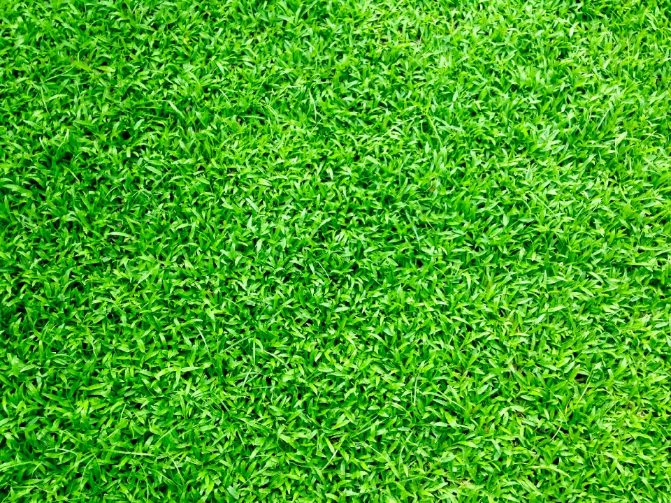 Lawn grass field photo