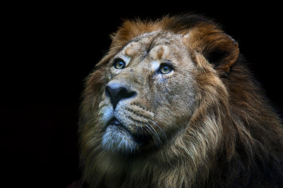 Lion animal photo