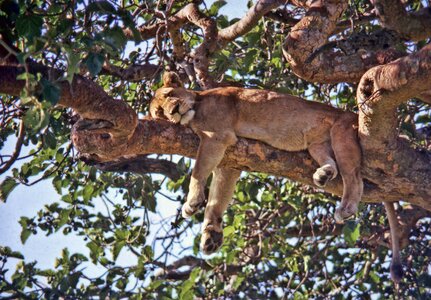 Lion cub sleeping