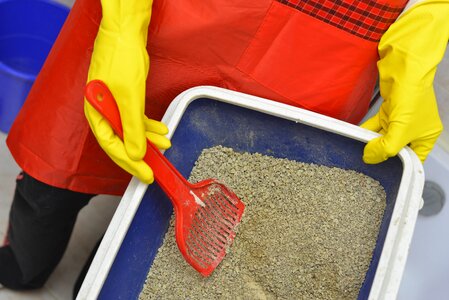 Litter box cat litter