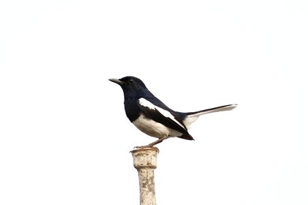 Magpie eurasian magpie photo