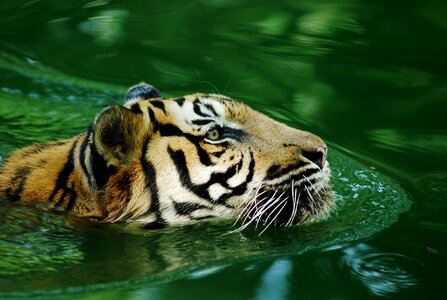 Malayan tiger swimming