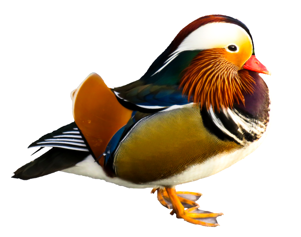 Mandarin duck bird photo