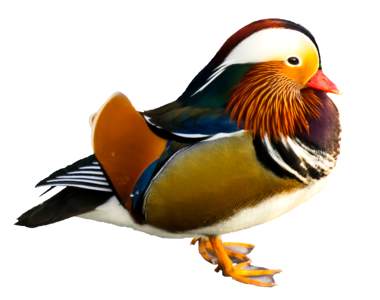 Mandarin duck bird